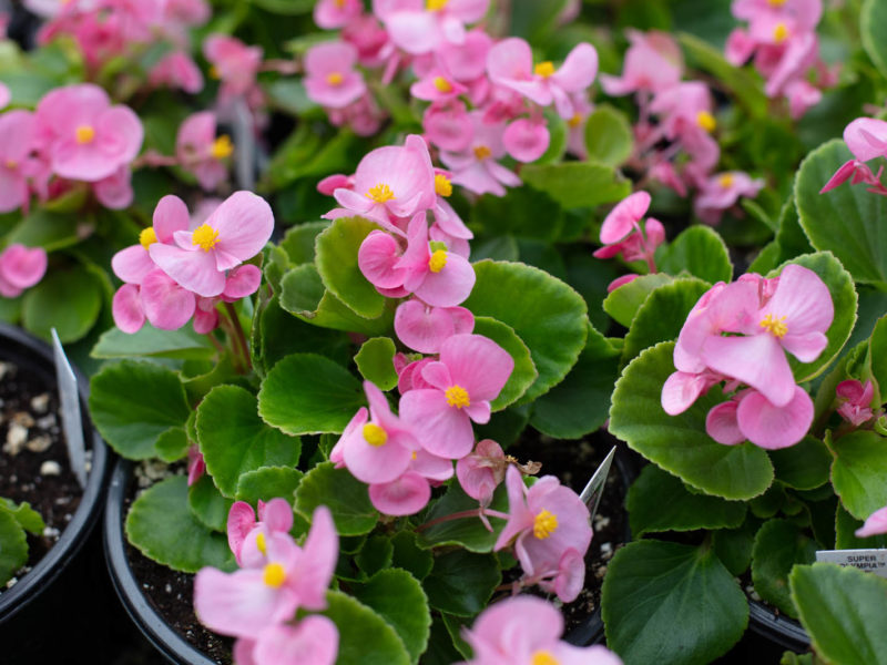 Annual plant - Flowering plant