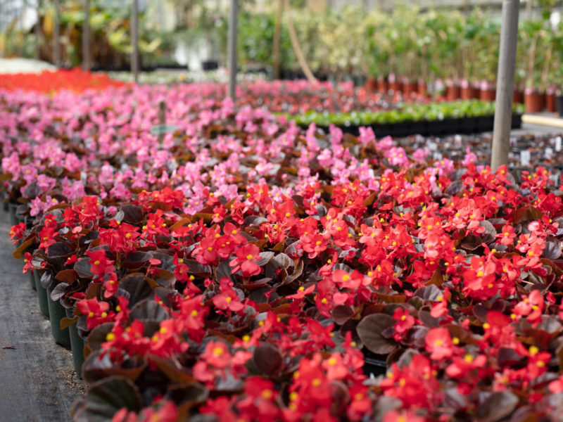 Leaf - Flowering plant