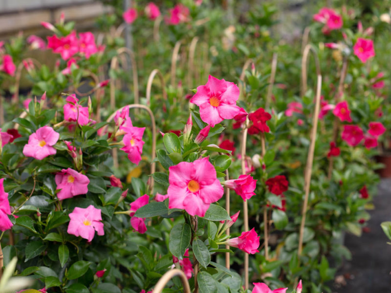 Flowering plant - Annual plant