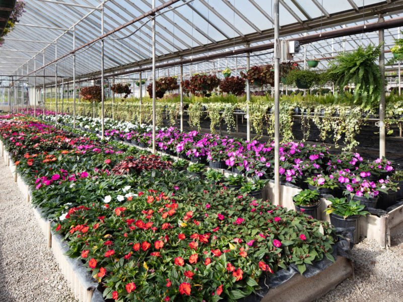 West Hills Greenhouses, Inc. - Greenhouse