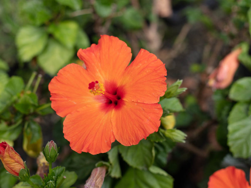 Annual plant - Flowering plant