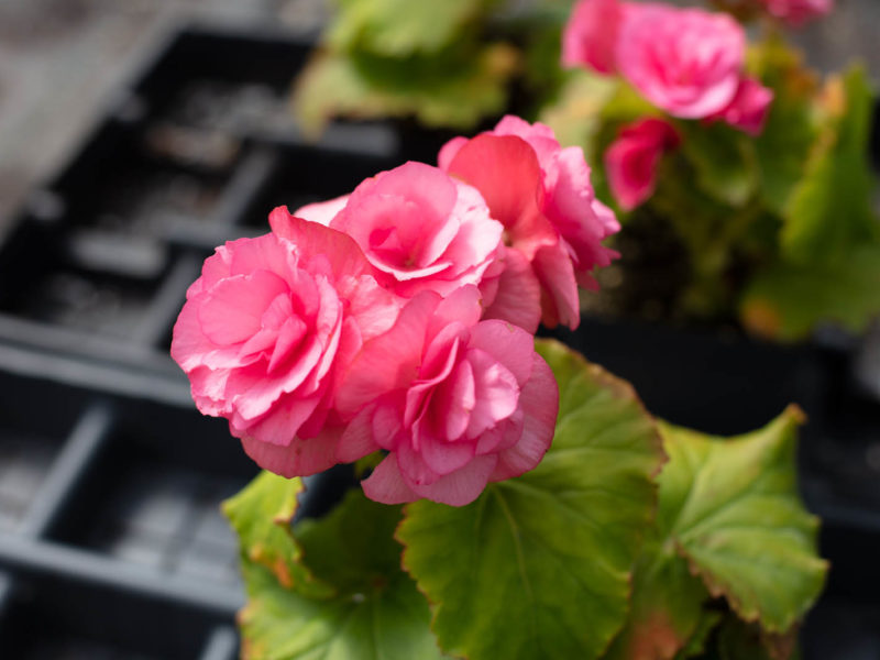 Annual plant - Garden roses