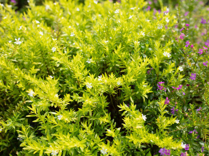 Shrub - Flower