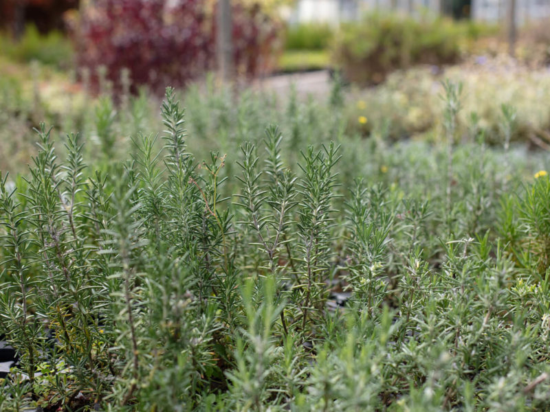 French lavender - Vegetation