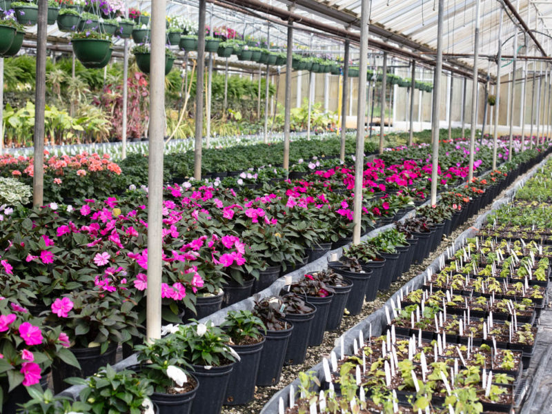 West Hills Greenhouses, Inc. - Greenhouse