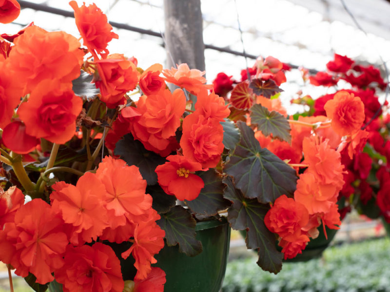 Leaf - Flowering plant