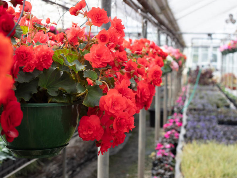 Flowering plant - Floral design