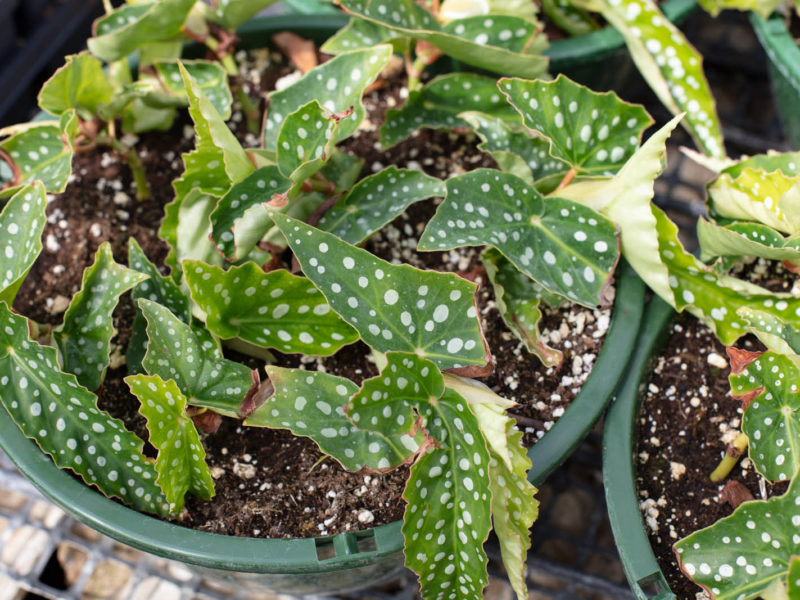 Eastern Prickly Pear - Cactus