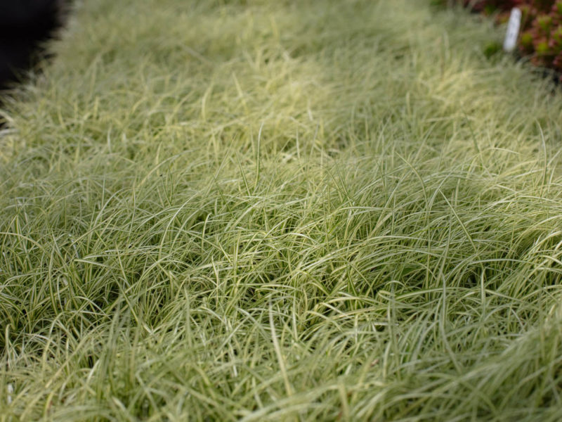 Lawn - Grasses