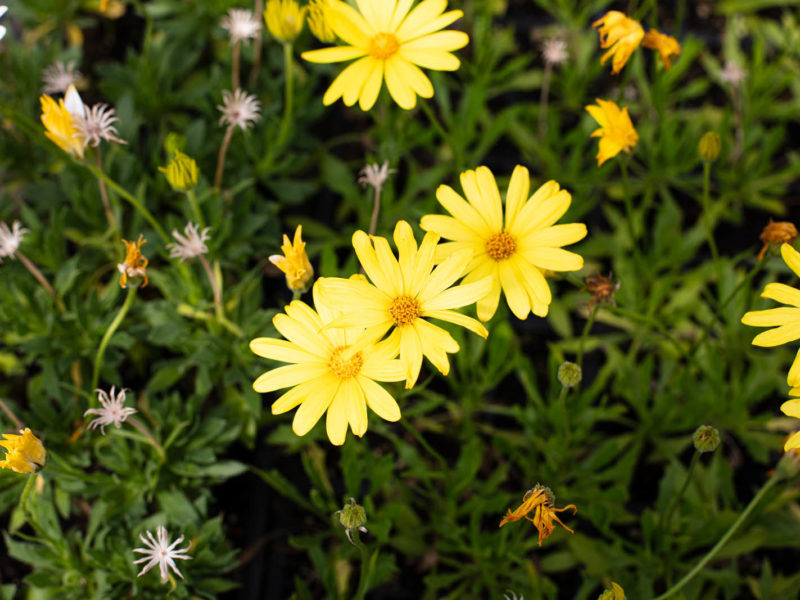 Annual plant - Marguerite daisy