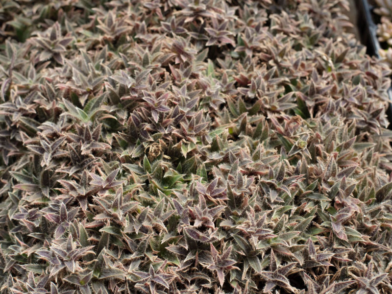 Groundcover - Shrub